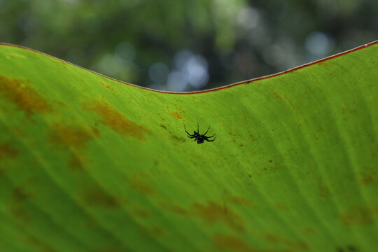 On underside of a banana leaf, a walking small blue color Banded Phintella spider (Phintella Vittata)