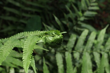 A unique fern ball made from the folded fronds of a fern tip by a leaftier moth