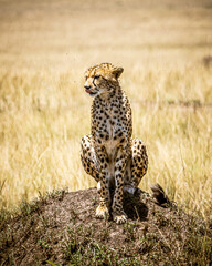 cheetah in serengeti