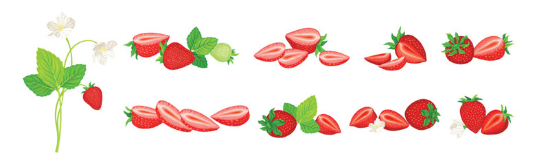 Fresh Red Strawberry Plant as Sweet Garden Crop Vector Set