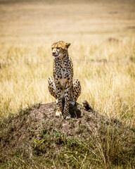 cheetah in serengeti