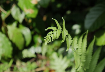 Beautiful view of an unfurling young fern leaf tip in direct sunlight
