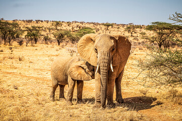 elephant in the savannah