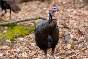 Wild turkey in the woods of Michigan