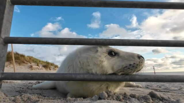 Jungrobbe, Heuler an der Absperrung f&uuml;r Robbenfans am Strand von Helgoland, Halichoerus grypus