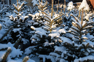 spruces in pots intended for sale as Christmas trees