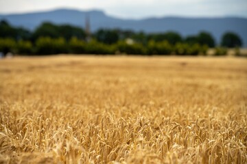 beautiful farming landscape of wheat fields and crops growing in australia