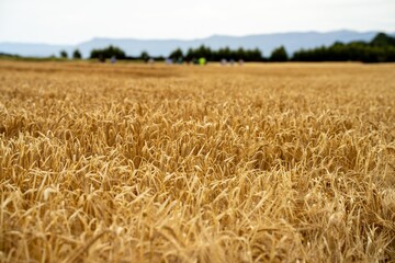 wheat grain crop in a field in a farm growing in rows. growing a crop in a of wheat seed heads...