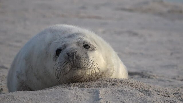 Portrait von niedlicher Babyrobbe, beim G&auml;hnen am Strand von Helgoland, Kegelrobbe, Halichoerus grypus
