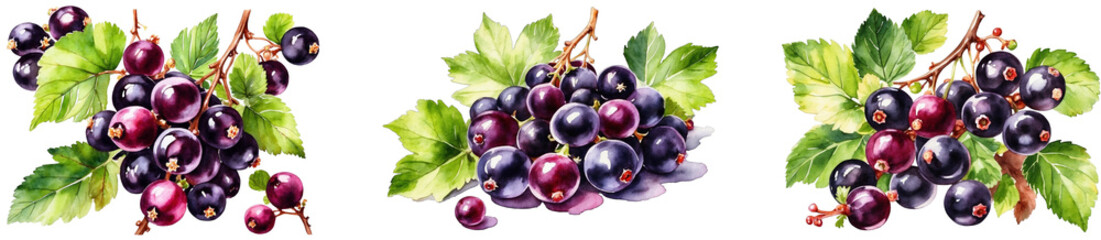 A collection of watercolor black currant in PNG format or on a transparent background. Decorations and watercolor-painted design elements for a project, banner, postcard, business. Fresh berry. - obrazy, fototapety, plakaty