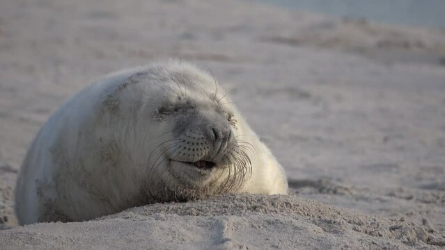 Portrait von niedlicher Babyrobbe, beim G&auml;hnen am Strand von Helgoland, Kegelrobbe, Halichoerus grypus