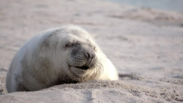 Portrait von niedlicher Babyrobbe, beim G&auml;hnen am Strand von Helgoland, Kegelrobbe, Halichoerus grypus