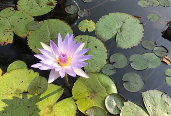 Blue Water Lily - Nymphaea nouchali var. caerulea - Egyptian lotus - Stock Image