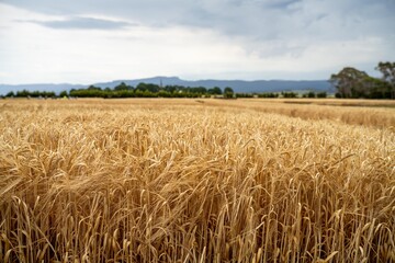 farming landscape of a wheat crop in australia