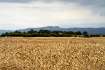 beautiful farming landscape of wheat fields and crops growing in australia