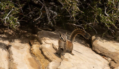 Chipmunk Scanvenges For Food On Angels Landing