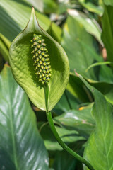 close up of a tropical plant in a botanical garden