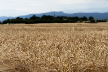 austrlian farming landscape of a wheat grain crop in a field in a farm growing in rows. growing a crop in a of wheat seed heads mature ready to harvest.