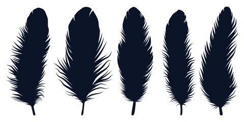 Bird Different types Feathers silhouettes vector art - obrazy, fototapety, plakaty