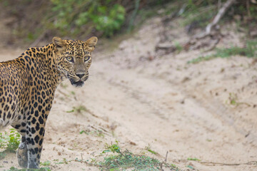 Srilankan Leopard in Wilpattu National Park