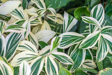 green and white leaves