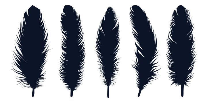 Bird Different types Feathers silhouettes vector art