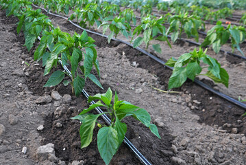 Pepper cultivation using drip irrigation