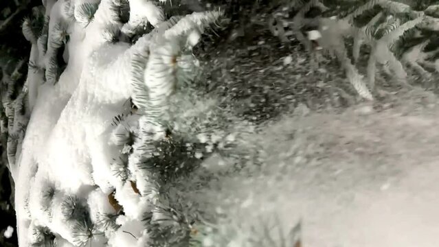 snow falls from the branches of blue spruce trees. winter mood