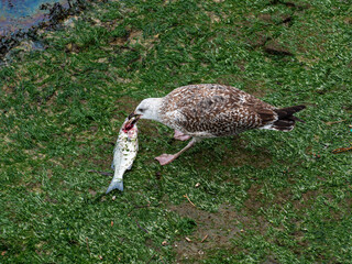 gray gull eating dead fish, wild nature