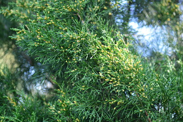 Cypress tree, close-up of branches. Natural background. Southern evergreen tree.