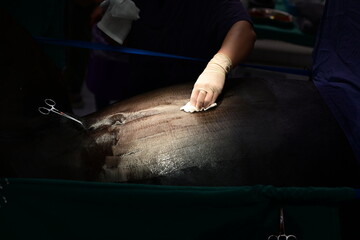 OP Vorbereitung in der Pferdeklinik. Ein auf dem Rücken liegendes Pferd wird für eine Kolik Operation vorbereitet