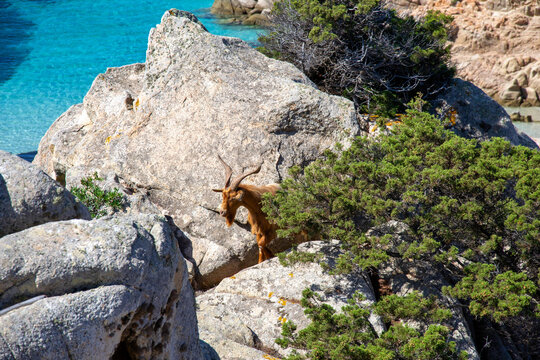 La spiaggia di Cala Napoletana &egrave; una piccola e graziosa spiaggia situata nel nord dell'isola di Caprera, nel pieno del Parco Nazionale dell'Arcipelago de La Maddalena.