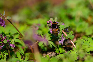Bumblebee drinking nectar from purple flower Corydalis cava