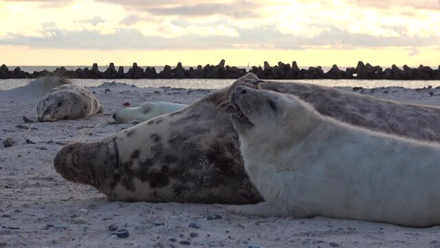 Babyrobbe s&auml;ugt an den Zitzen der Mutter, Nahrungsaufnahme, Halichoerus grypus