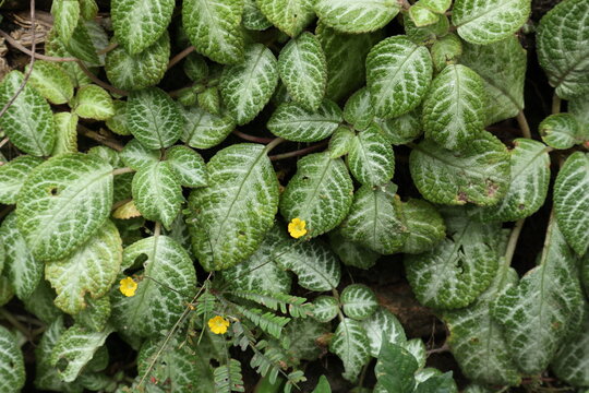 Tiny yellow flowers of a Reinwardt's Tree Plant growing on a wall alongside the green Episcia plants