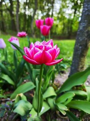 pink tulips in the garden