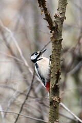 Woodpecker is crawling on the tree . Lovely colorful bird in Czech republic. Usually dig holes on trees and makes nest inside.