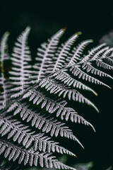 Close-up Plant Flower Flora Leaves Nature