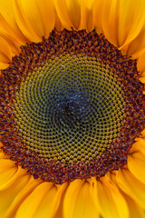 Blooming sunflower on a green background closeup on a summer sunny day. Sunflower with bright...
