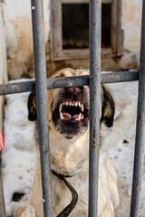 Homeless angry dog in a cage