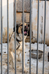 Homeless angry dog in a cage