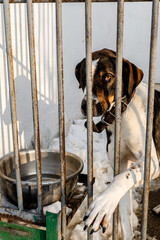 Homeless sweet, kind dog in a cage waiting for affection and owner