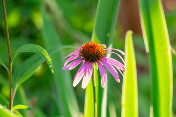 Blooming purple coneflowers on a green background on a sunny summer day macro photography....