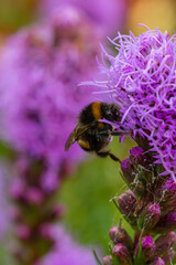Bumblebee collecting nectar from liatris flower macro photography on a summer day. A bee sucking nectar from a flower with purple petals closeup photo in summertime.