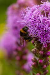 Bumblebee collecting nectar from liatris flower macro photography on a summer day. A bee sucking nectar from a flower with purple petals closeup photo in summertime.