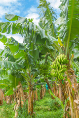 Plantation de bananiers à la Martinique, Antilles Françaises.