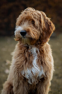 Portrait of an Irish labra doodle