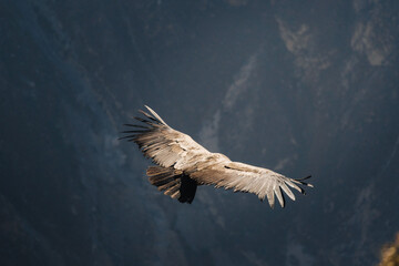 Flying condor over Colca canyon, Peru, South America. Biggest condor on earth