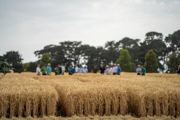agricultural field day with a group of farmer growing wheat and barley cereal crops. learning about...