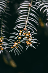 Close-up Plant Flower Flora Leaves Nature